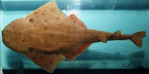 Angel-Shark-300x150