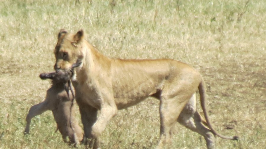 African Lion Safari … A journal !