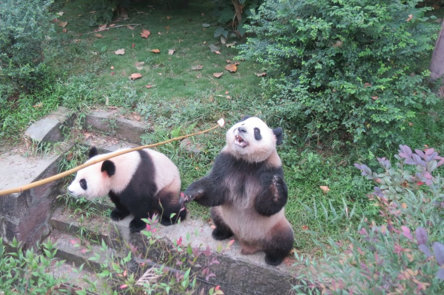 Panda Bear keeper for a day