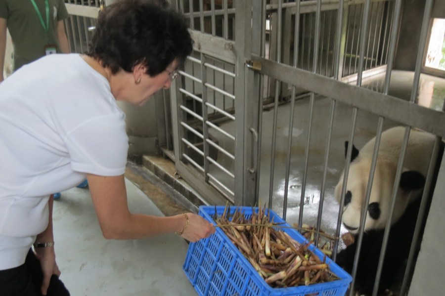 How to get really close to the Giant Panda bears!