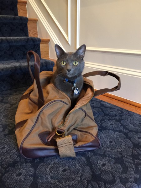 Beaudelaire, our cat, inside our travel bag